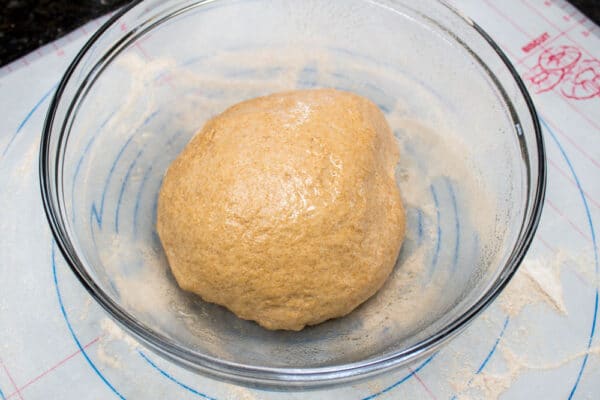 whole wheat bread dough greased and ready to rise in an oiled bowl