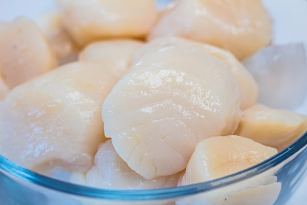 Thawed scallops ready to prepare for searing.