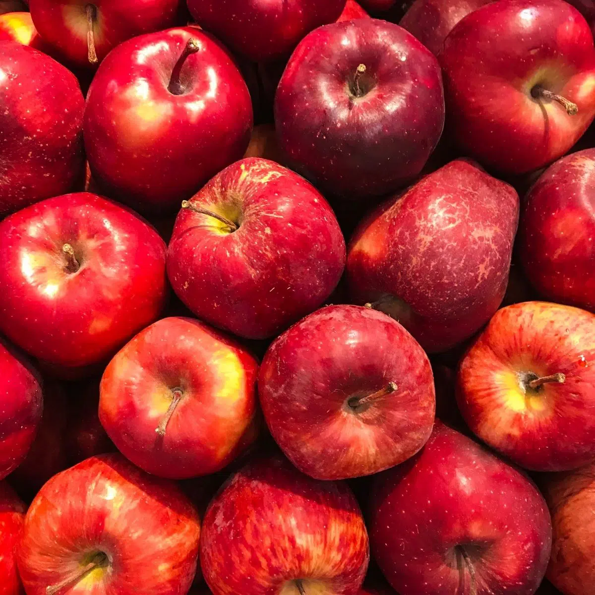 How to store apples with a bunch of fresh apples.