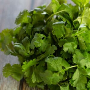 Square closeup image of fresh cilantro bunch for cilantro substitute.
