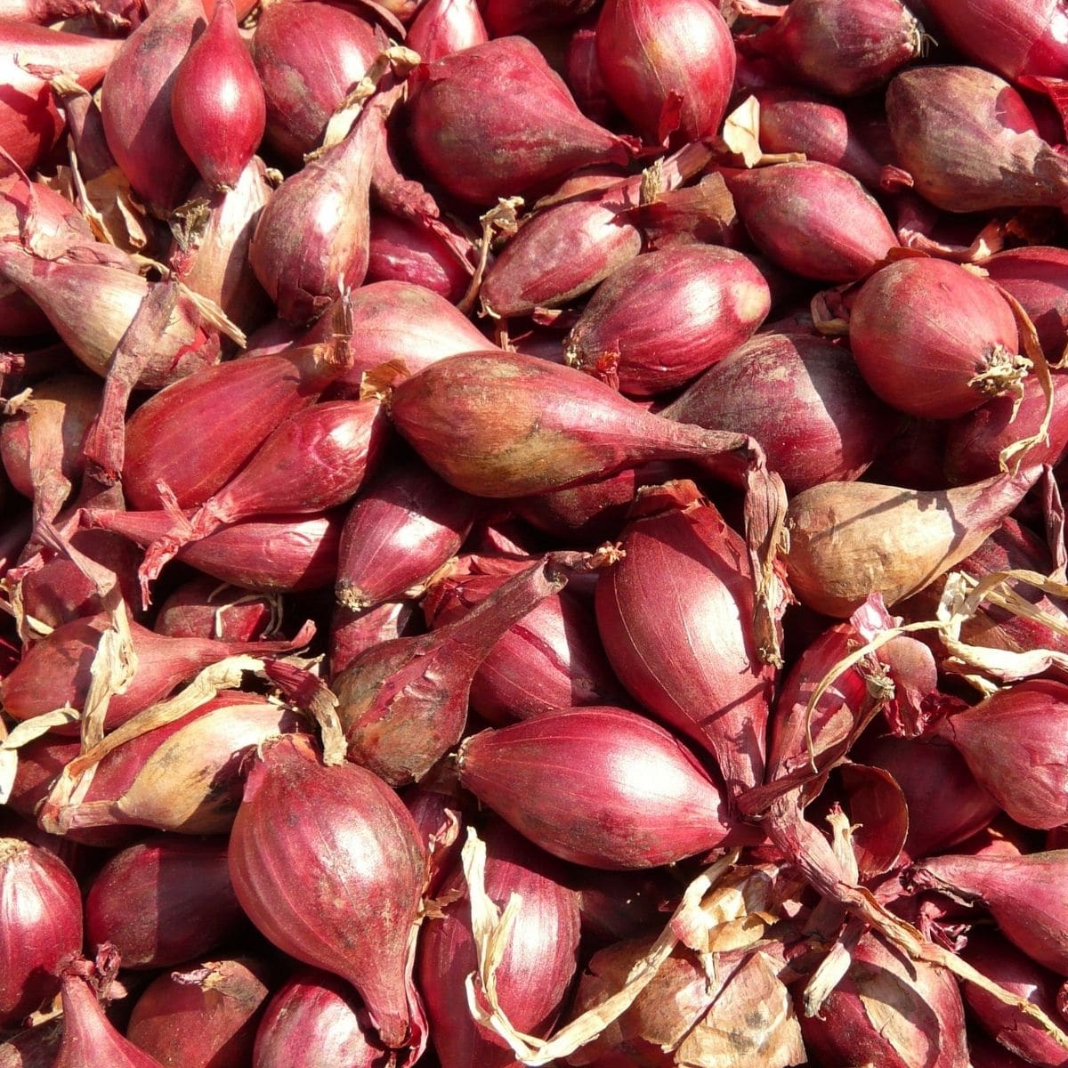 Shallots