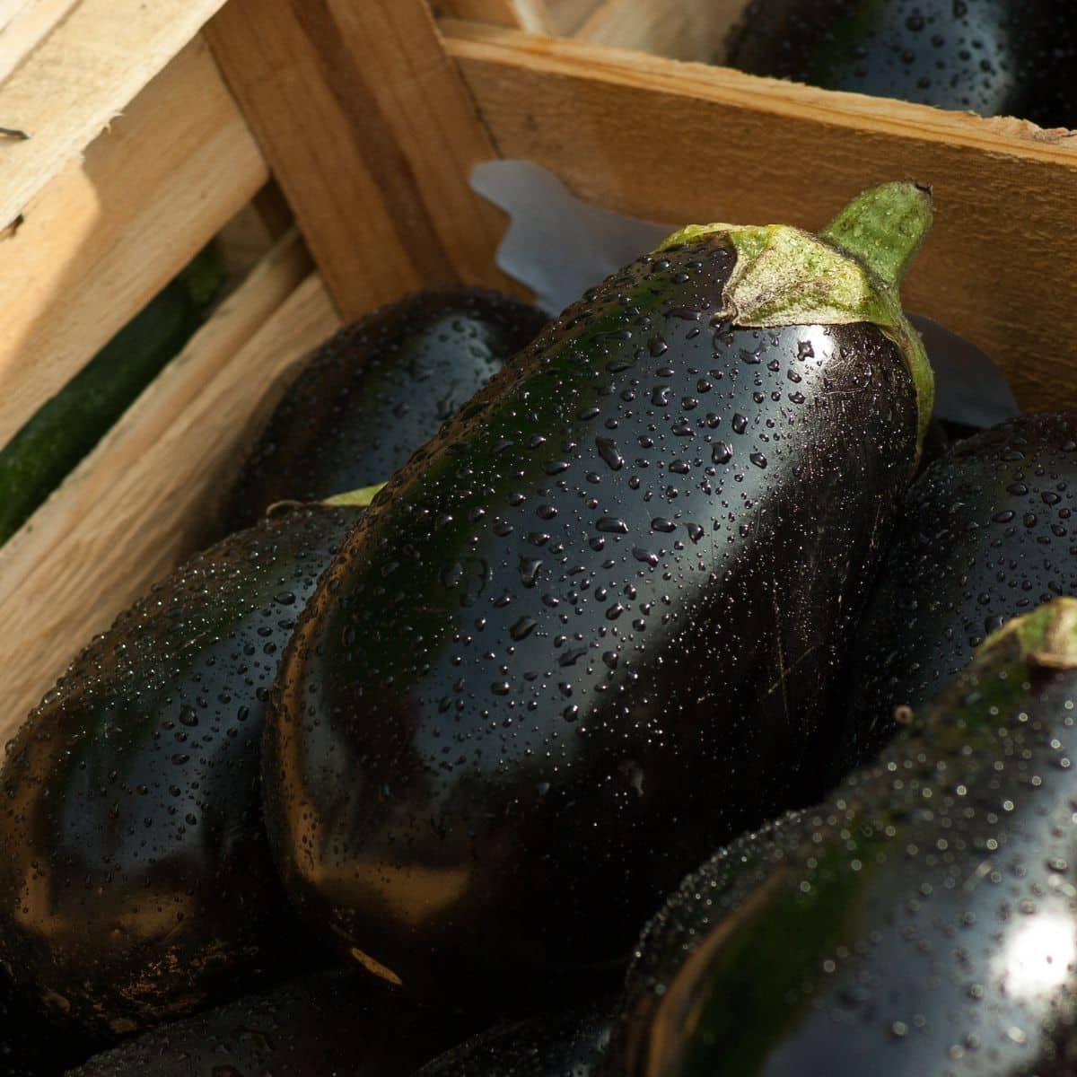 Aubergine vs eggplant image showing fresh eggplants in crate.
