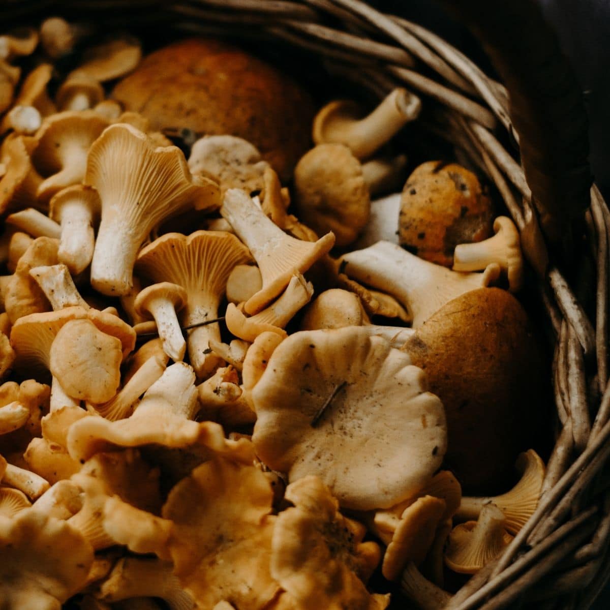 Beste paddenstoelen voor risotto voor elke keer een smakelijk resultaat.