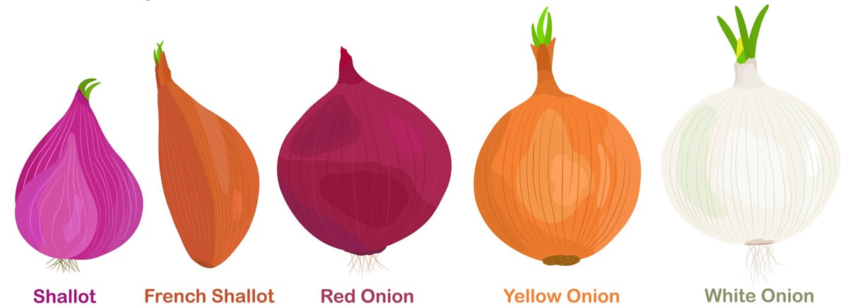 Differences between shallots vs onions graphic image.