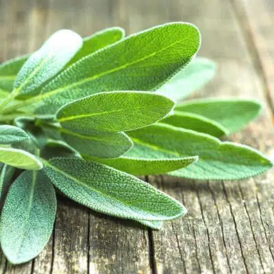 Best sage substitute ideas and alternatives to use in any cooking recipe, fresh or dried.