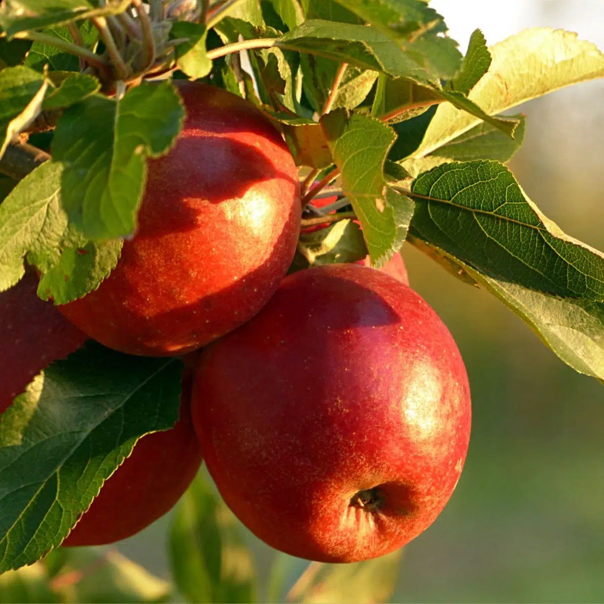 Las mejores manzanas para hornear pasteles de manzana con manzanas frescas en el árbol a la luz del sol.
