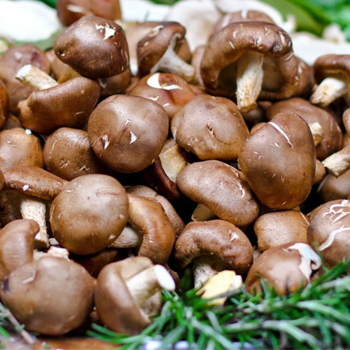 Best cremini mushroom substitute ideas and alternatives to use in cooking featuring fresh baby bella mushrooms with herbs.