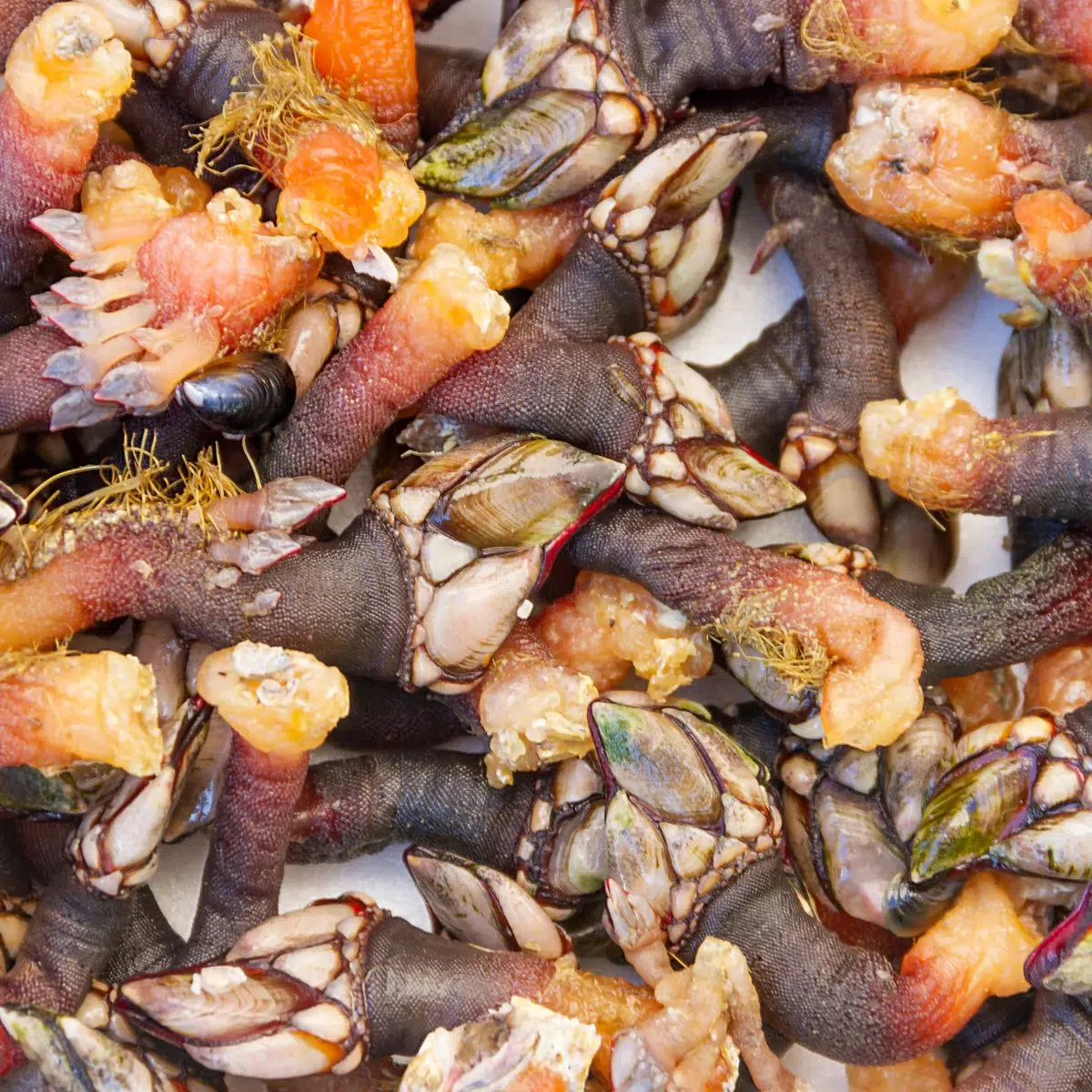 Square image of raw percebes.