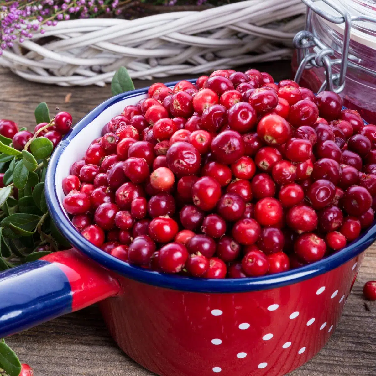 Square image of lingonberries in a pot.