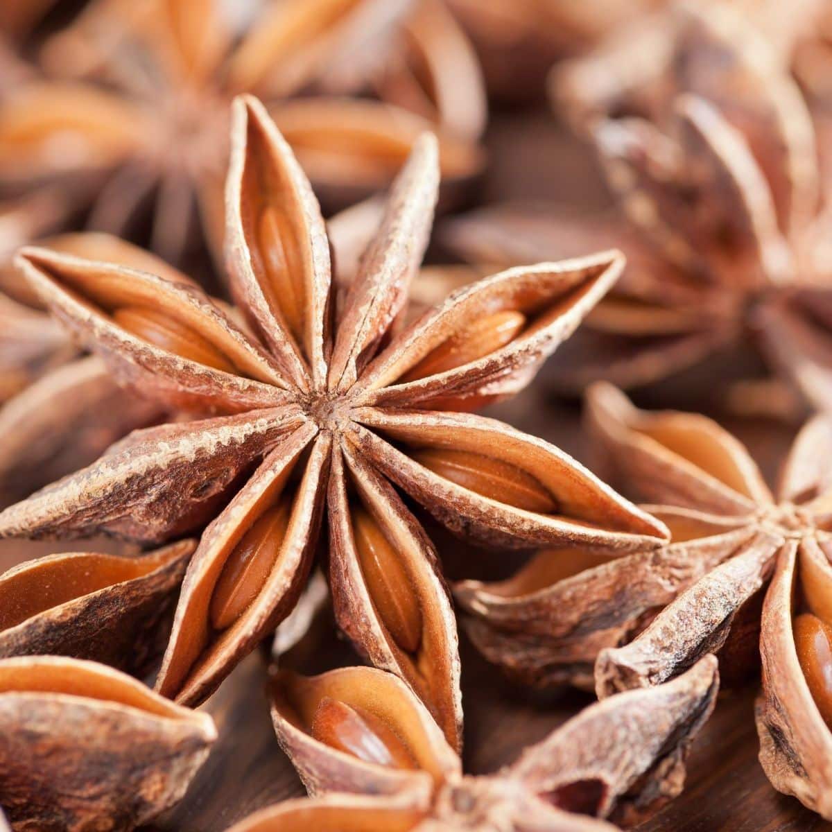 Square image of star anise.
