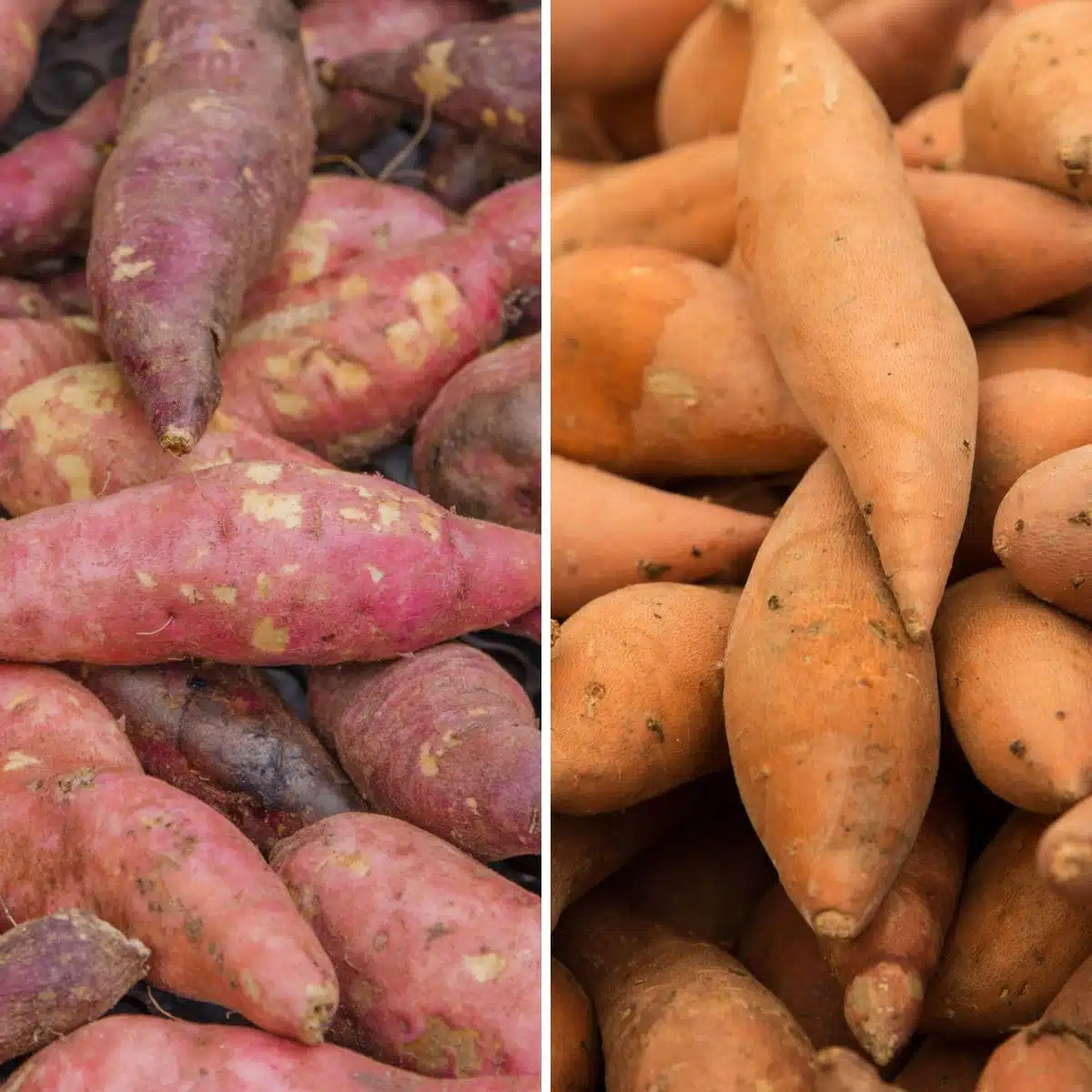 Quadratisches aufgeteiltes Bild von Süßkartoffeln und Yamswurzeln.