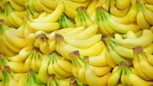 Wide image showing banana bunches.