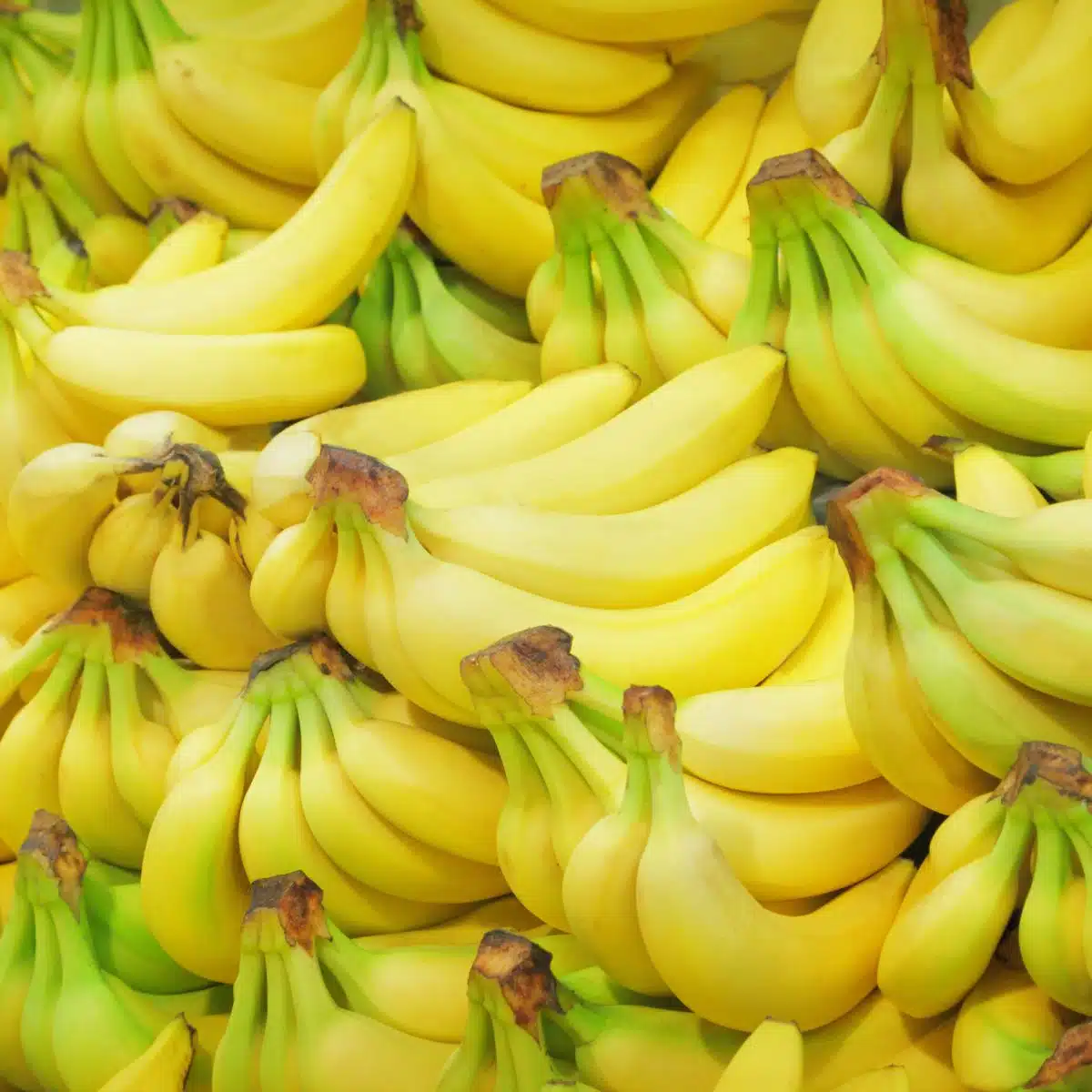 Immagine quadrata che mostra i grappoli di banane.