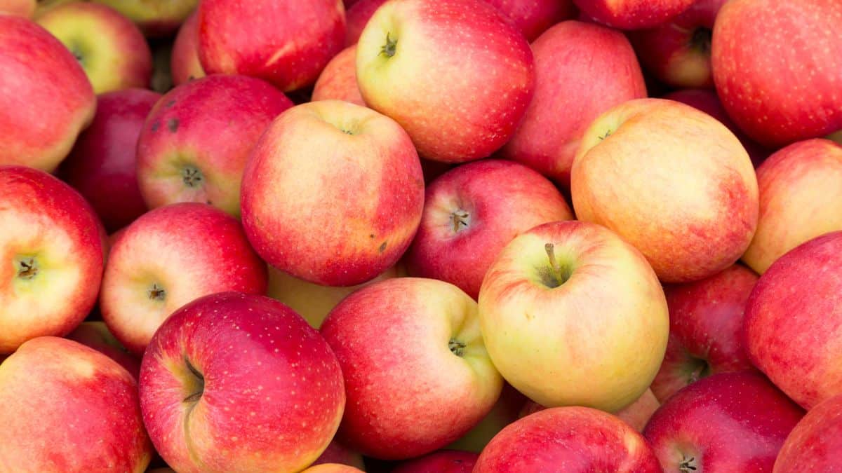 Apple Calories And Nutrition: An In-Depth Guide To Apple Nutrition
