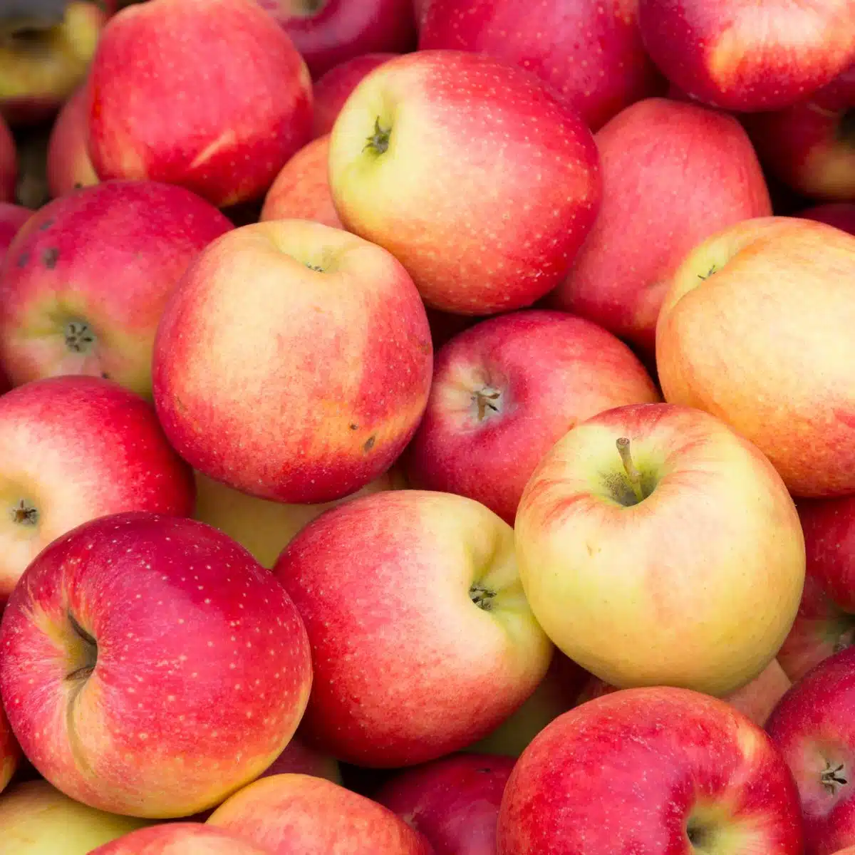 Квадратно изображение на ябълки.