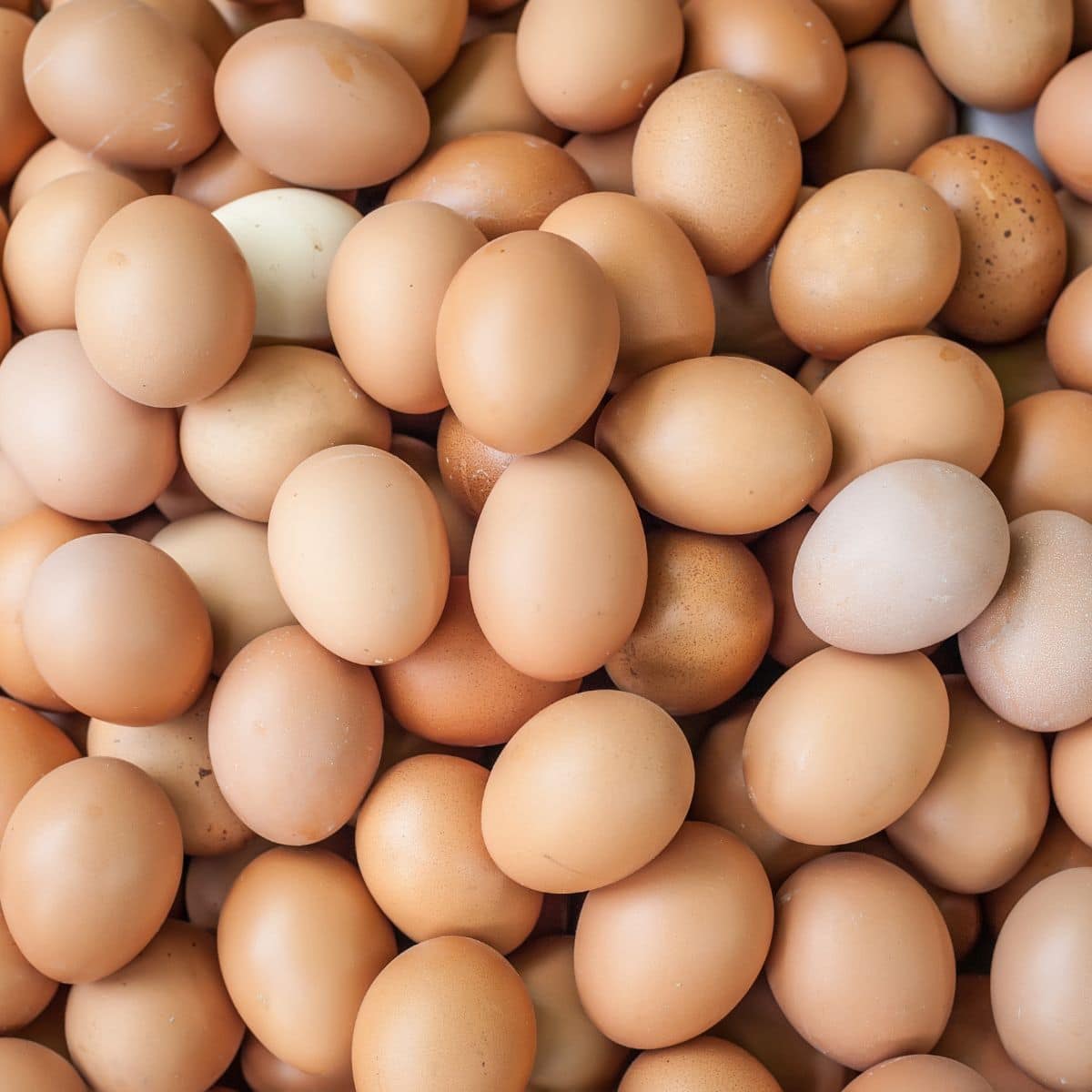 Square image of eggs.