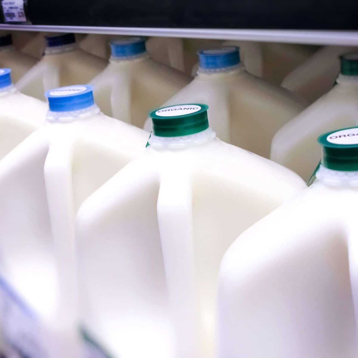 Image carrée montrant des gallons de lait.