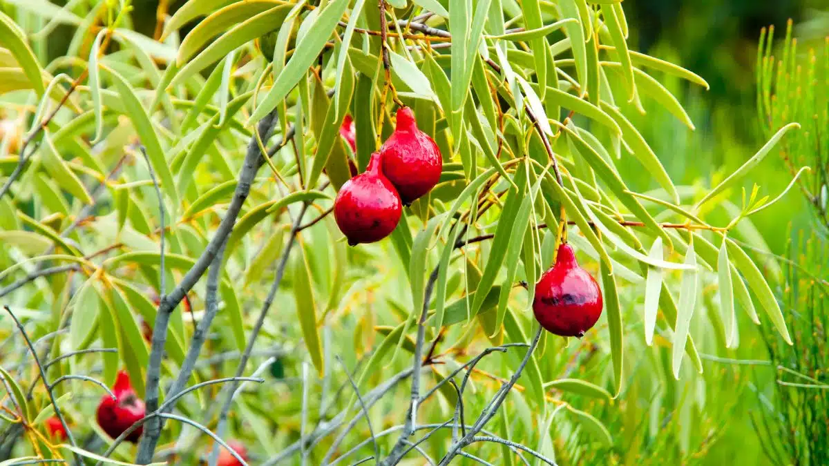 Desert quandong shown hanging from the bush before harvesting.