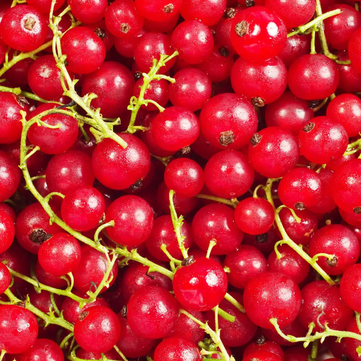 Square image showing currants.