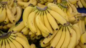 Wide image of bunches of bananas.