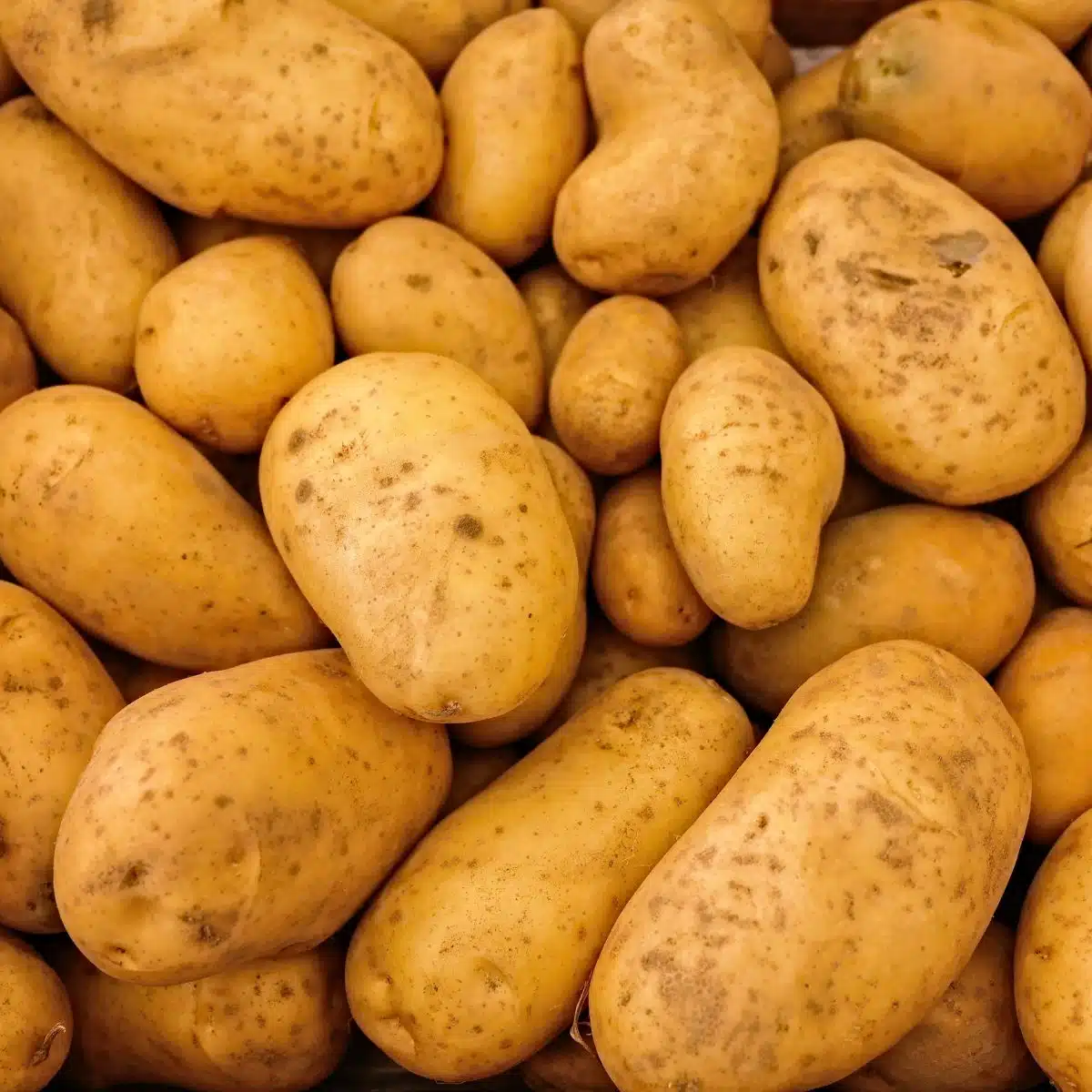 Square image of potatoes.
