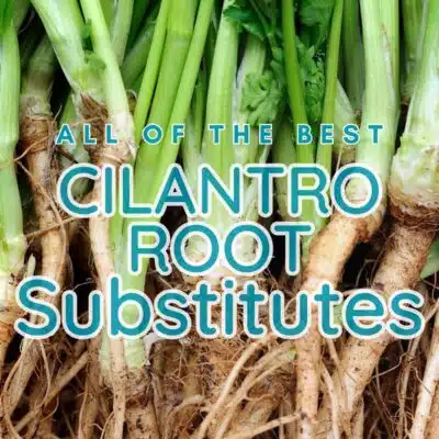 Pin image with text showing cilantro root.