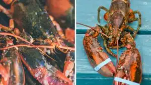 Wide split image showing 2 different lobsters.