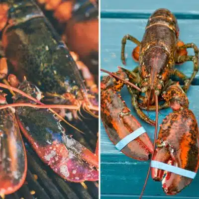 Square split image showing 2 different lobsters.