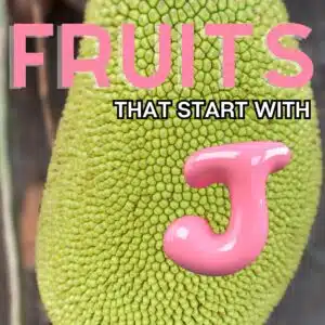 Square image for fruits that start with the letter J, featuring a jackfruit.