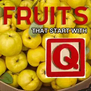 Square image for fruits that start with Q, featuring quince.