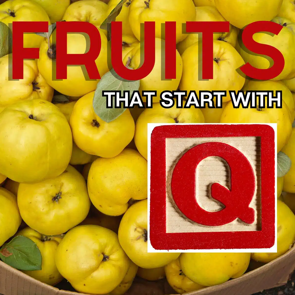 Square image for fruits that start with Q, featuring quince.