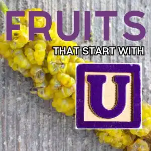 Square image for fruits that start with the letter U, featuring Umbra fruit.