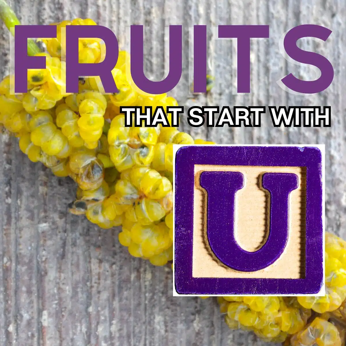 Image carrée pour les fruits commençant par la lettre U, mettant en vedette le fruit Umbra.