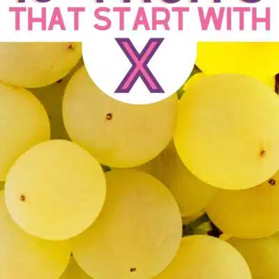 Pin image with text for fruits that start with the letter x, featuring Xarel-lo grapes.