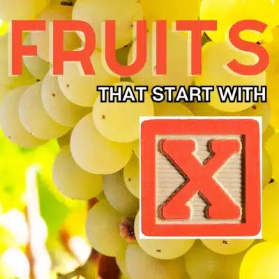 Square image for fruits that start with the letter x, featuring Xarel-lo grapes.