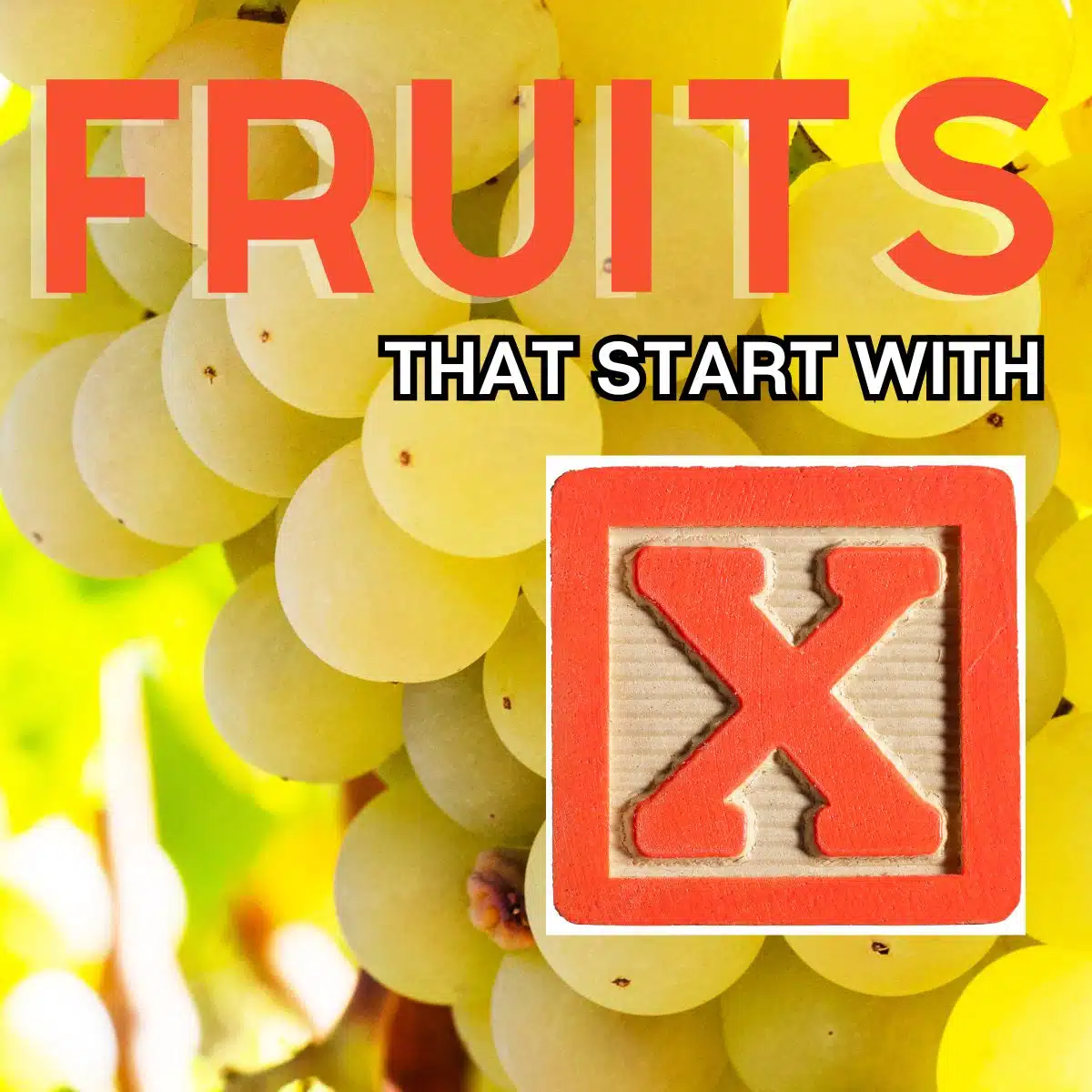 Imagem quadrada de frutas que começam com a letra x, apresentando uvas Xarel-lo.